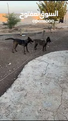  6 جراو بلجم مالينو مستوا عالي للبيع