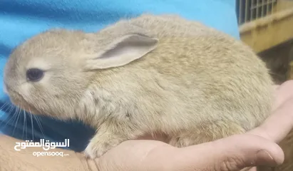  10 ارنب  ارنوب  فرنسي ابيض صغير نظيف