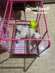  2 كلب مالتي بودل للبيع عمره 8 أشهر لطيف ونضيف جدا للبيع ب 100 شامل القفص