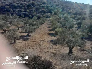  1 ارض للبيع في صوريف خلة ابو سليمان