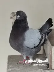  6 حمام مدينه 3 ريال