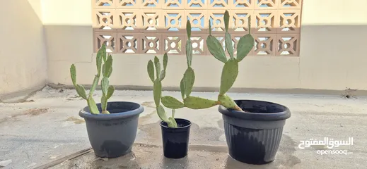  1 Cactus plants three vases نبات الصبار