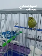  1 جوز كنار زي النار