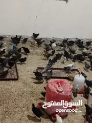  3 صوص عمر شهر ونص