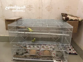  1 Budgies pair