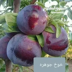  10 زراعة جميع انواع النباتات والفواكه والحمضيات