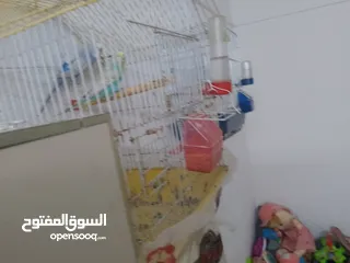  2 طيور حب للبيع