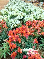  5 زهور نباتات
