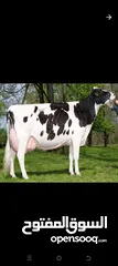  3 حليب ابقار طازج نصف دينار للكيلو