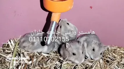 5 غنيا  جامعه حلوان كلمني واتس
