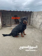  2 Rottweiler 4sale روت وايلر للبيع