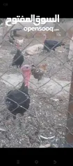  1 ديوك حبش. +ارانب + وزتين للبيع