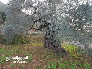  4 أرض تصنيف أ زيتون