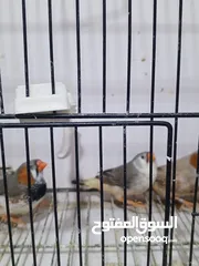  13 زيبرا مكس انقلش