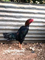  6 جوز باكستاني