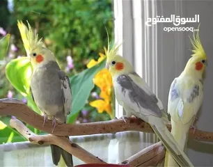  6 ببغاء لوري وكروان وحب للبيع بسعر حررق اقرء الوصف جيدااا