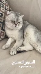  11 ذكر سكوتش فولد ابيض للتزاوج grey shaded
