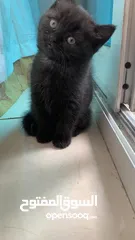  3 Adorable British Shorthair Kittens Looking for Their Forever Homes – Ready to Join Your Family