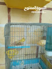  4 عصافير كنار للبيع جواز جاهزه في  اشي مع بيض واشي مش مع بيض وفي فراخ صغار جواز