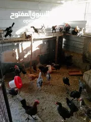  9 العمر من ثلاثه أشهر ولغايه سته أشهر