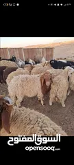  1 لحام أضاحي في بيتك طول فترة العيد يتوفر بكم لللنقل خدمة الذبح 10دنانير