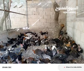  4 فراخ بلدي ومشكل