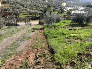  3 ارض مميزة تصلح لمزرعة او شاليه مقابل مطعم بيت شاكر والاسطبلات الملكية