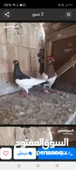  7 جواز حمام زق للبيع تحتهم بيض وفراخ .شغالات ومكفولات .وسعر خاص للكوم