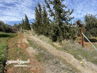  8 ارض مميزة تصلح لمزرعة او شاليه مقابل مطعم بيت شاكر والاسطبلات الملكية