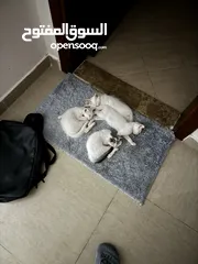  7 Baby cats 4