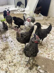  2 فراخ دجاج بلدي او ابو رقبه