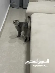  3 قطة للتبني