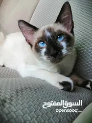  2 سلام عليكم ورحمة الله وبركاته: متاح قطة نو سيامي للبيع حجم اقل من المتوسط