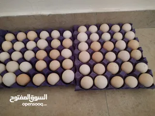  3 Fresh organic eggs