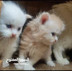  4 قطط شيرازي وقطط هملايا