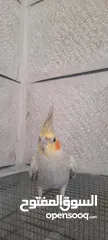  2 صلي على نبي طيور كوكتيل  للبيع مشكل الأعمار ونظافه وصحه  عنوان  طبربور ابو عليا