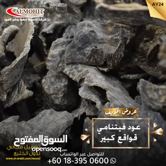  6 عود ماليزي تايجر