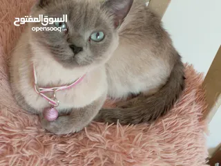  16 قط  و قطه هملايا شوكلت و قطتين  كتنز كتن بيبي  3 شهور  ابيض ناصع و عيون زرق  القط رغدول البيور الضخم