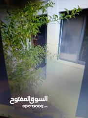  2 شقة للبيع دوبلكس استثمارية في ام السماق عبدالله غوشة