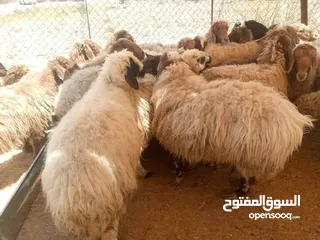  7 نبدأ بصلاة عل رسول الله - عرووووض  -عرووووض عروووض-  بمناسبة عيد الاضحى المبارك