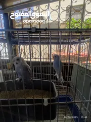  3 طيور حب للبيع