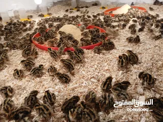  11 متوفر لدينا  فري (السمان) ذبخ +بياض