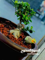  5 فرخ كوكتيل مفقود عمره 48