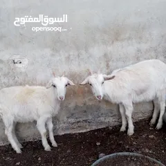  7 صخال سنين والبينو للبيع