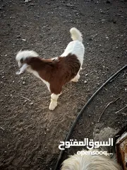  4 جدايا للبيع