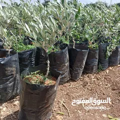 5 شتل زيتون بلدي رومي مركب على أصول بريه عمر الشتل 3 سنوات