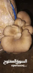  11 فطر محاري بلدي