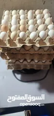  4 بيض عربي للبيع  30