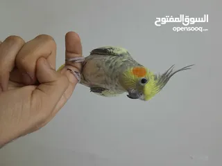  5 كوكتيل cockatiel and love birds