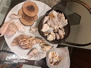  21 متفرقات جديده ومميزة